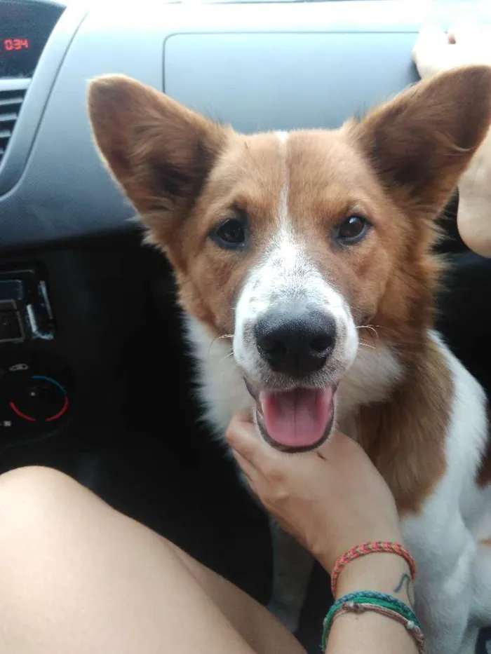 Cachorro raça Srd idade 1 ano nome Hachi
