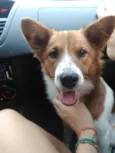 Hachi