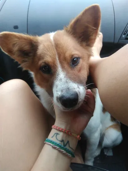 Cachorro raça Srd idade 1 ano nome Hachi