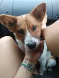 Hachi