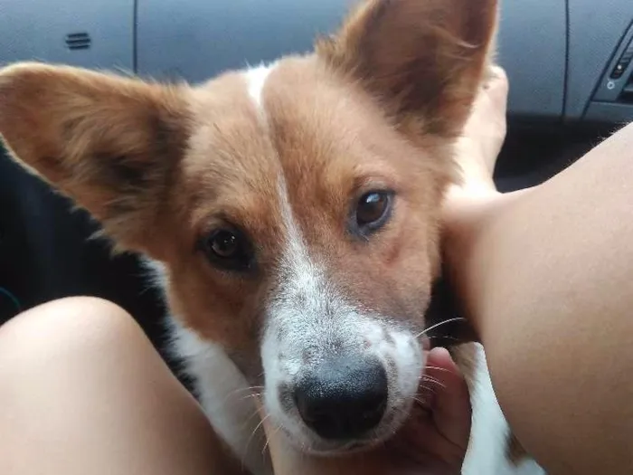 Cachorro raça Srd idade 1 ano nome Hachi
