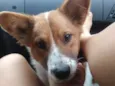 Hachi