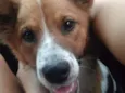 Hachi