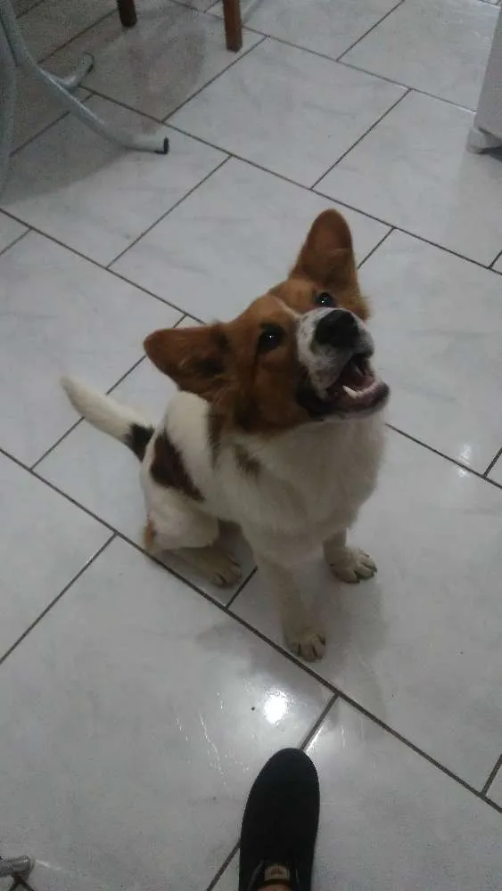Cachorro raça Srd idade 1 ano nome Hachi