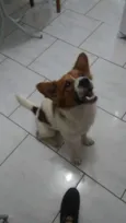 Hachi