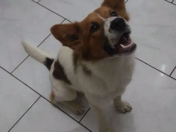 Cachorro raça Srd idade 1 ano nome Hachi