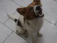Hachi