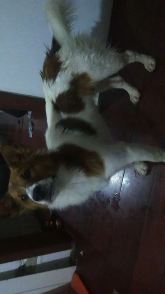 Cachorro raça Srd idade 1 ano nome Hachi