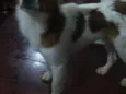 Hachi