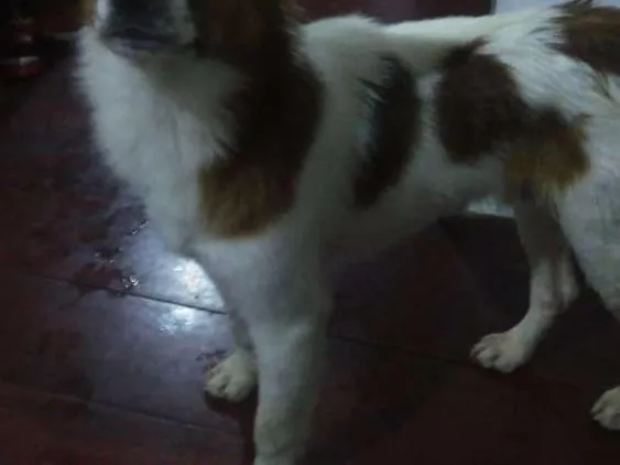 Cachorro raça Srd idade 1 ano nome Hachi
