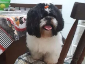 Cachorro raça Shitzu idade 4 anos nome Bonner