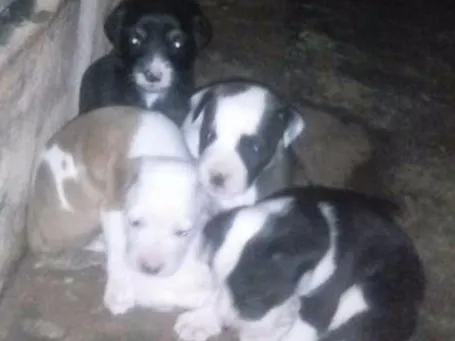 Cachorro ra a misturada idade Abaixo de 2 meses nome faisca,jujuba,farinh