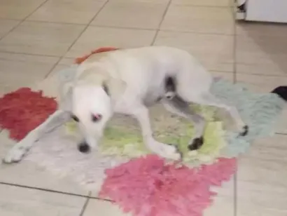Cachorro raça Vira lata idade 1 ano nome Não sei