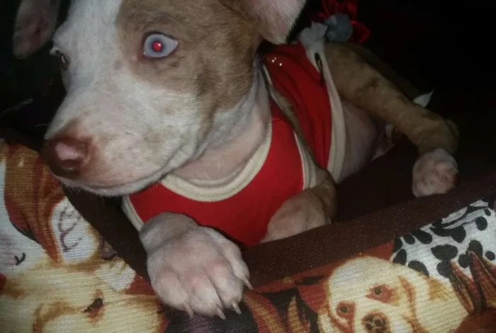 Cachorro ra a  idade Abaixo de 2 meses nome Vick