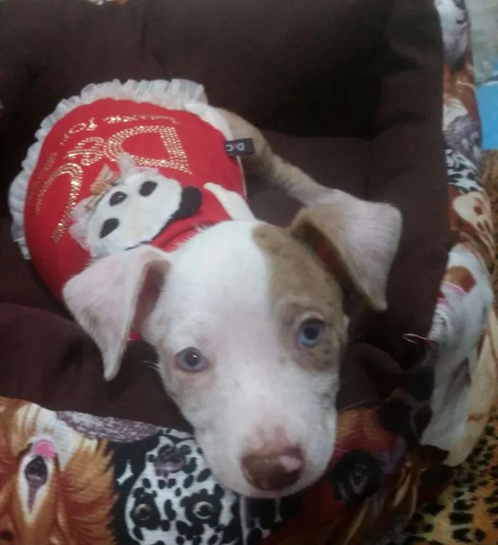 Cachorro ra a  idade Abaixo de 2 meses nome Vick