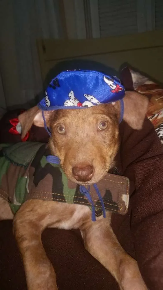 Cachorro ra a  idade 2 a 6 meses nome Ray