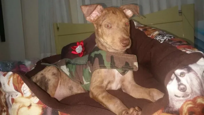 Cachorro ra a  idade 2 a 6 meses nome Ray
