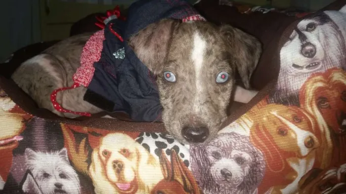 Cachorro ra a  idade Abaixo de 2 meses nome Jhony