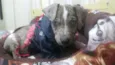 Jhony