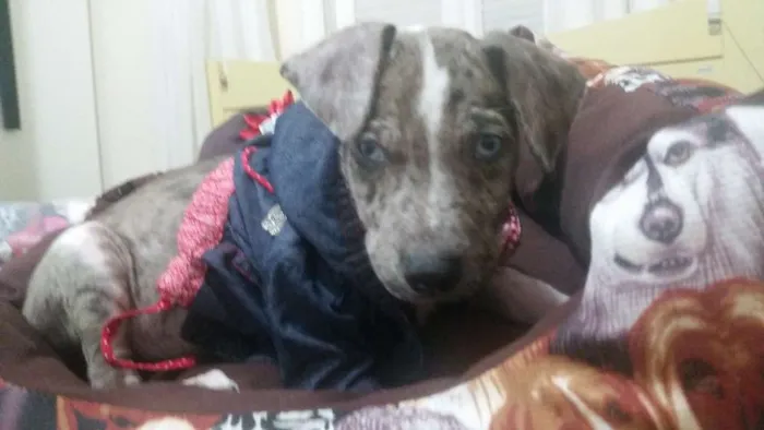 Cachorro ra a  idade Abaixo de 2 meses nome Jhony