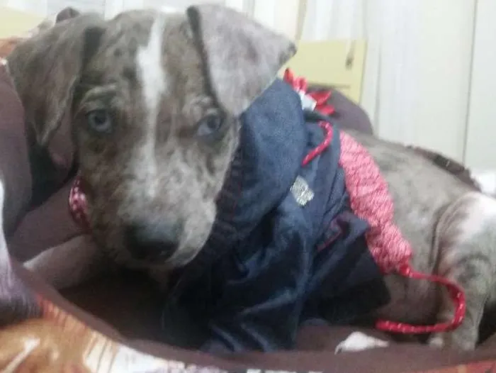 Cachorro ra a  idade Abaixo de 2 meses nome Jhony