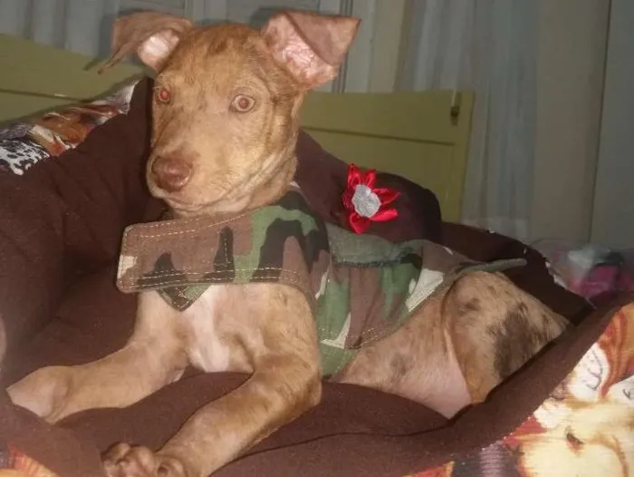 Cachorro ra a  idade 2 a 6 meses nome Ray