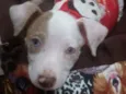 Vick