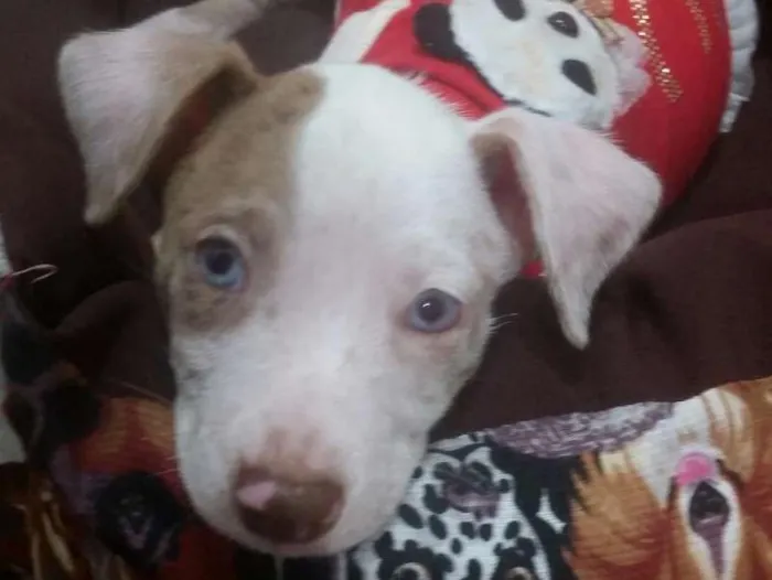 Cachorro ra a  idade Abaixo de 2 meses nome Vick