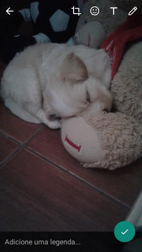 Cachorro raça  idade Abaixo de 2 meses nome Bela