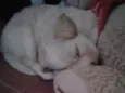 Bela