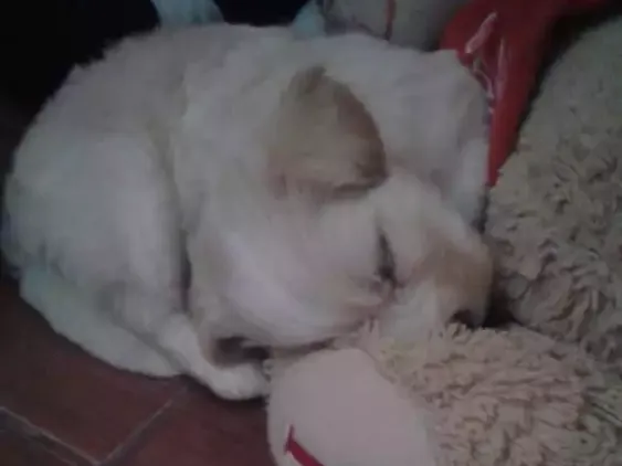 Cachorro raça  idade Abaixo de 2 meses nome Bela