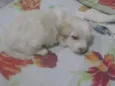Bela