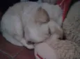 Bela