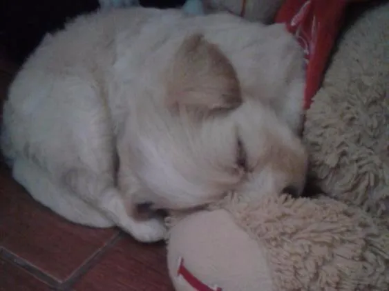Cachorro raça  idade Abaixo de 2 meses nome Bela