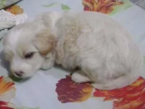 Cachorro raça  idade Abaixo de 2 meses nome Bela
