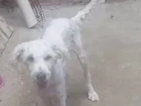 Cachorro raça pudo idade 7 a 11 meses nome Fofinho