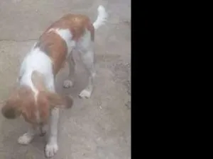 Cachorro raça pudo idade 7 a 11 meses nome fofinho e gatinha