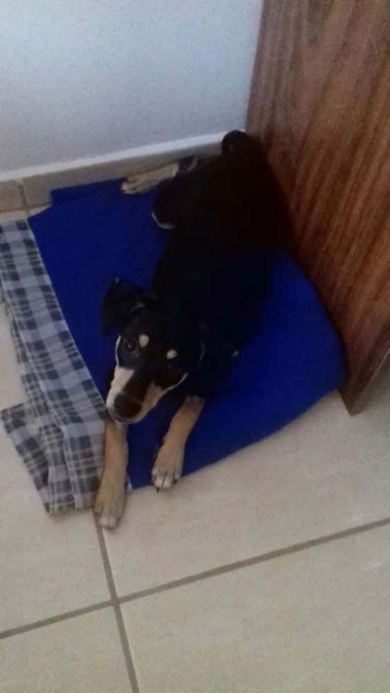 Cachorro ra a Vira Lata idade 2 a 6 meses nome Thor