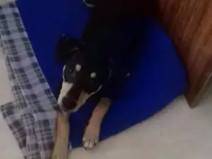 Cachorro raça Vira Lata idade 2 a 6 meses nome Thor