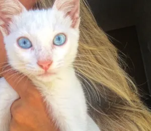 Gato raça Albino idade 2 a 6 meses nome Blue