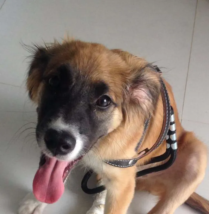 Cachorro ra a Vira Lata idade 7 a 11 meses nome Lambão