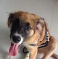 Lambão