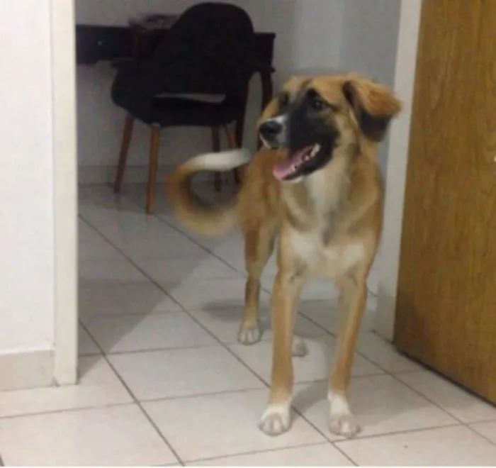 Cachorro ra a Vira Lata idade 7 a 11 meses nome Lambão