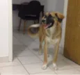 Lambão