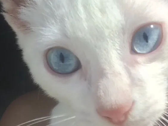 Gato raça Albino idade 2 a 6 meses nome Blue