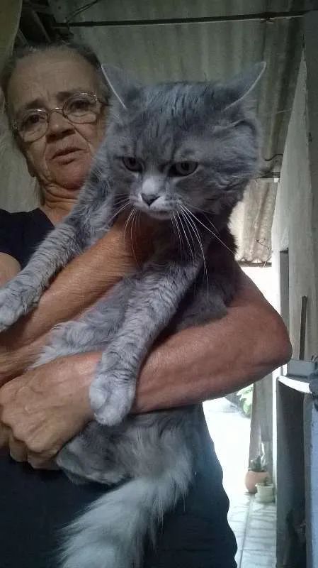 Gato raça Angorá idade 2 anos nome Lipe