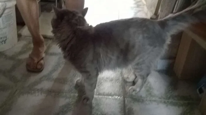 Gato raça Angorá idade 2 anos nome Lipe