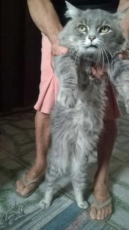 Gato raça Angorá idade 2 anos nome Lipe