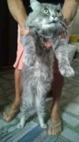 Lipe
