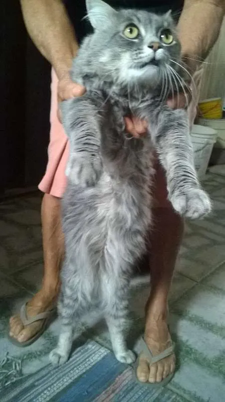 Gato raça Angorá idade 2 anos nome Lipe